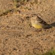 Venturon montagnard immature